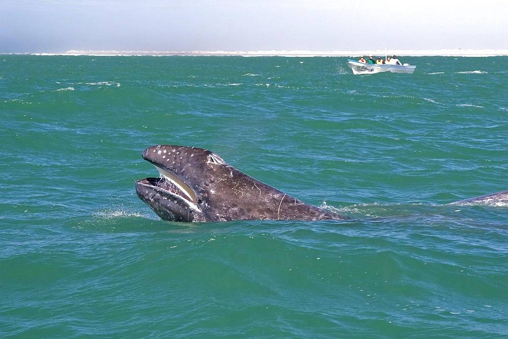 California Gray Whale calf (Eschrichtius robustus) with Mexican panga in Magdalena Bay, Baja California Sur, Mexico