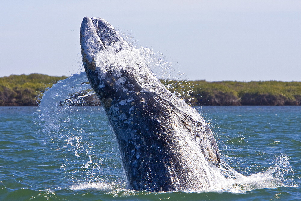 Adult California Gray Whale (Eschrichtius robustus) breaching in Magdalena Bay, Baja California Sur, Mexico