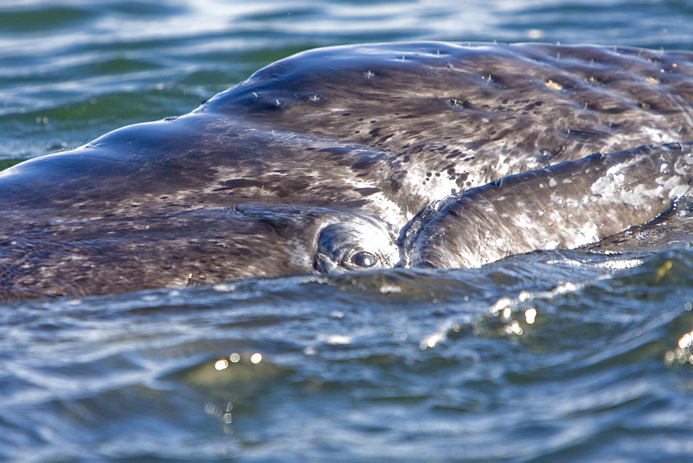 California Gray Whale calf (Eschrichtius robustus) head detail in Magdalena Bay, Baja California Sur, Mexico