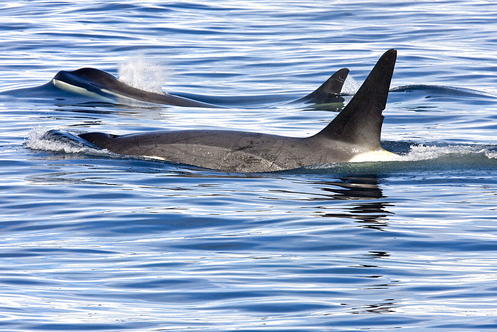 A small pod of three adult "Type B" Orca (Orcinus orca) traveling in Gerlache Strait on the western side of the Antarctic Peninsula, Antarctica