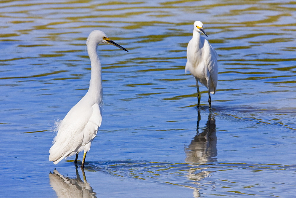 Adult snowy egret (Egretta thula) near San Jose del Cabo in the Gulf of California (Sea of Cortez), Baja California Sur, Mexico.