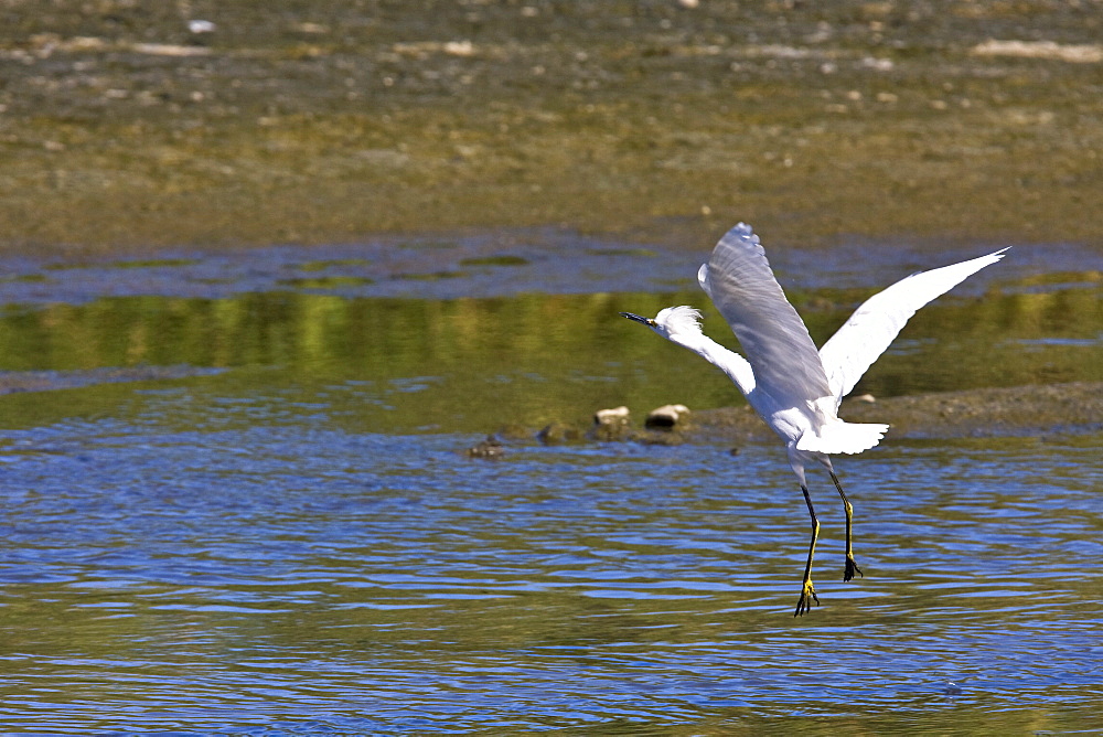 Adult snowy egret (Egretta thula) near San Jose del Cabo in the Gulf of California (Sea of Cortez), Baja California Sur, Mexico.