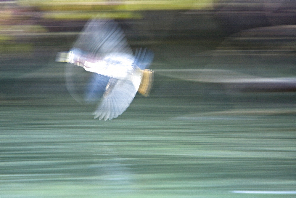 Adult tricolored heron (Egretta tricolor) in Magdalena Bay, Baja California Sur, Mexico.