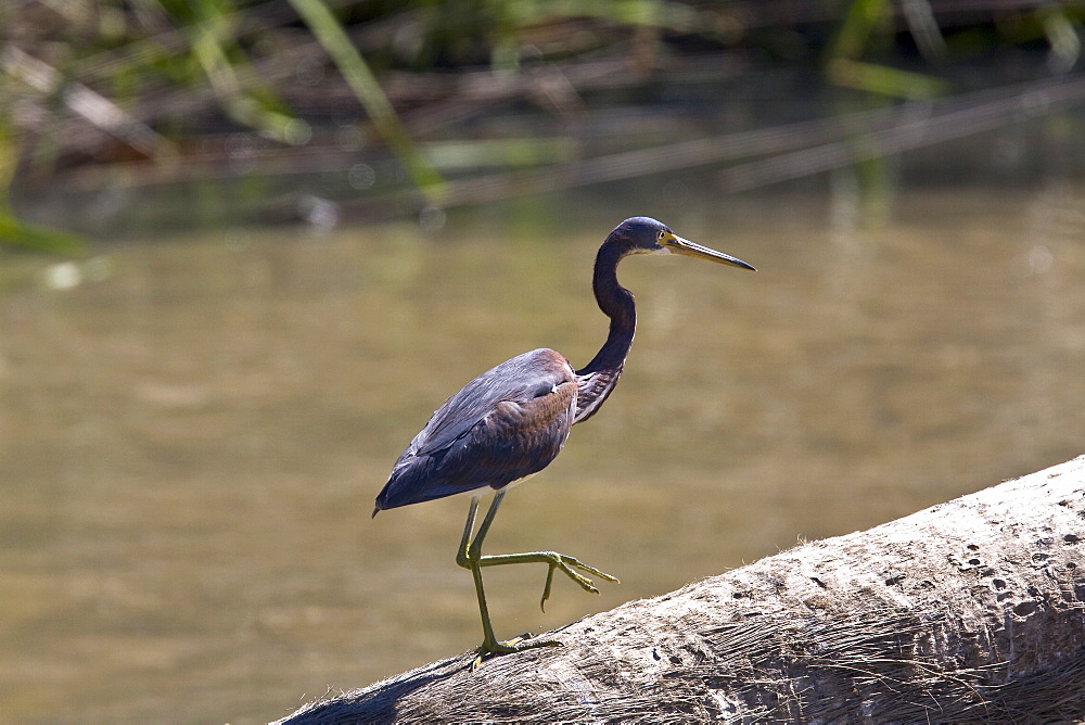 Adult tricolored heron (Egretta tricolor) fishing just outside San Jose del Cabo, Baja California Sur, Mexico.