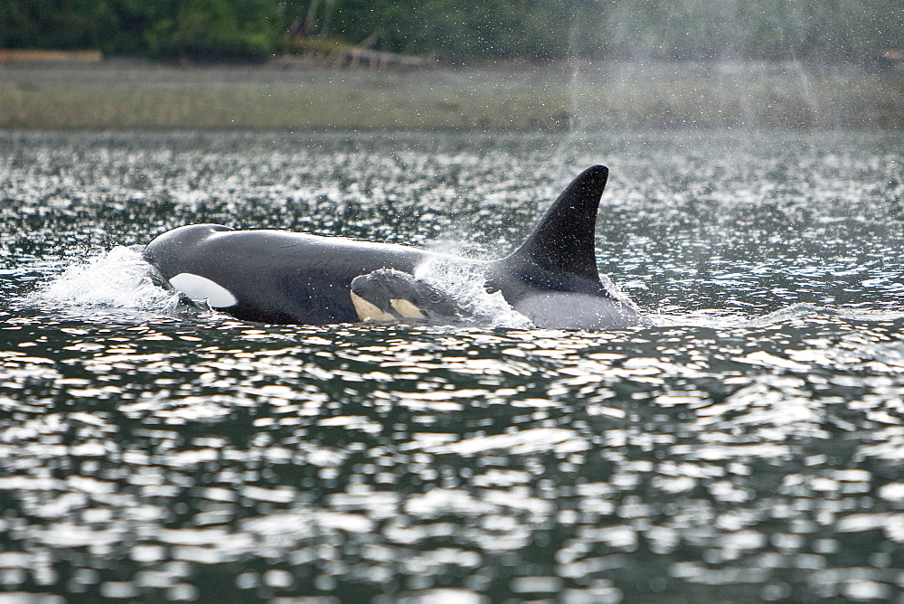 The transient Orca (Orcinus orca) pod, Cape Strait, Southeast Alaska, USA, Pacific Ocean