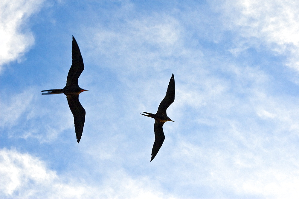 Adult male magnificent frigatebirds (Fregata magnificens) on the wing near breeding colony on Isla Magdalena, Bahia de Magdalena, Baja California Sur, Mexico.