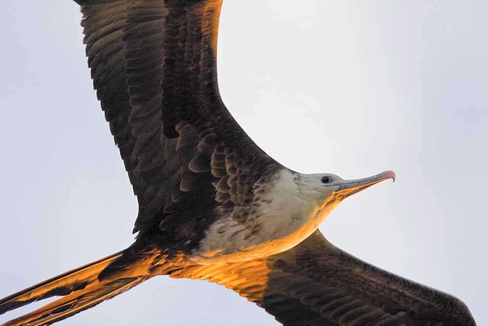 Juvenile magnificent frigatebird (Fregata magnificens) on the wing near breeding colony on Isla Magdalena, Bahia de Magdalena, Baja California Sur, Mexico.