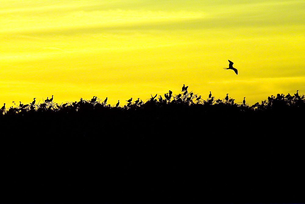 Sunset over a magnificent frigatebird (Fregata magnificens) breeding colony on Isla Magdalena, Bahia de Magdalena, Baja California Sur, Mexico.