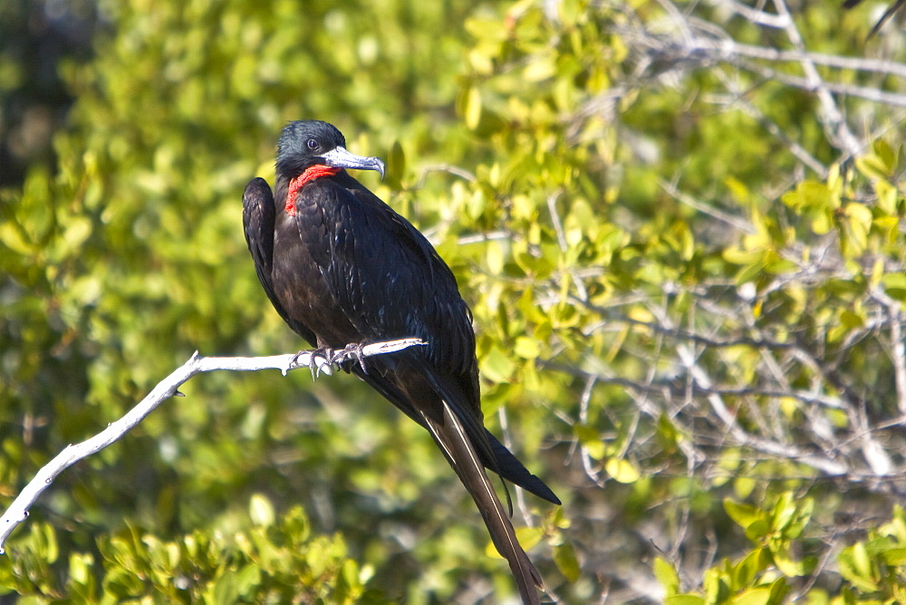 Adult male magnificent frigatebird (Fregata magnificens) near breeding colony on Isla Magdalena, Bahia de Magdalena, Baja California Sur, Mexico.