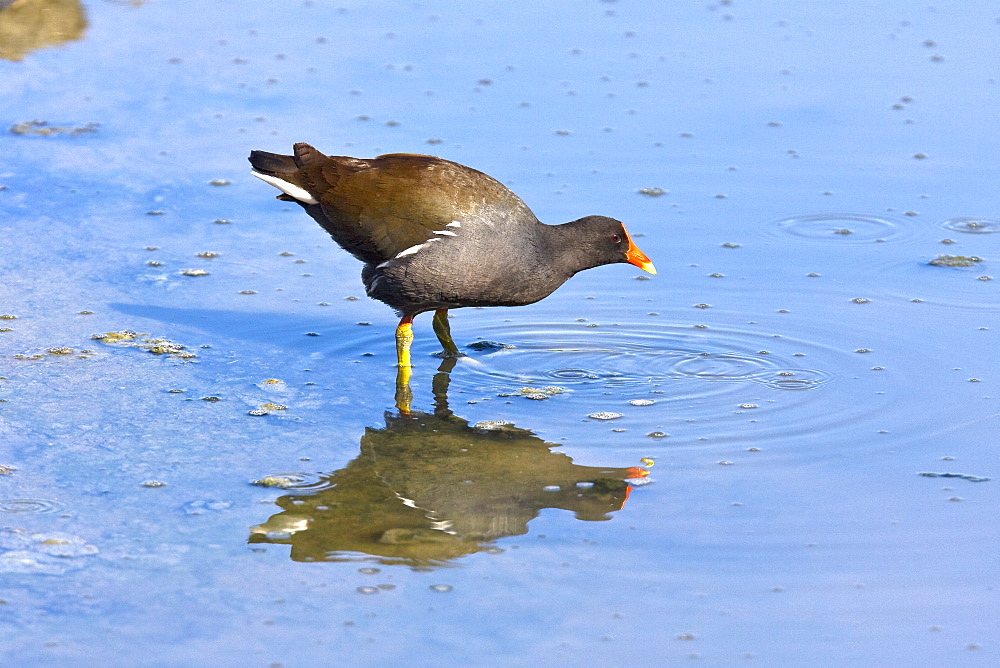 Adult common moorhen (Gallinula chloropus) wading and feeding near San Jose Del Cabo in the Gulf of California (Sea of Cortez), Baja California Sur, Mexico.