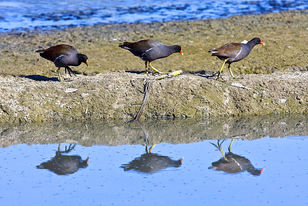 Adult common moorhens (Gallinula chloropus) wading and feeding near San Jose Del Cabo in the Gulf of California (Sea of Cortez), Baja California Sur, Mexico.