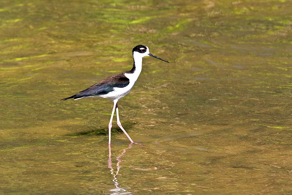 Adult black-necked Stilt (Himantopus mexicanus) wading and feeding just outside San Jode del Cabo, Baja California Sur, Mexico.