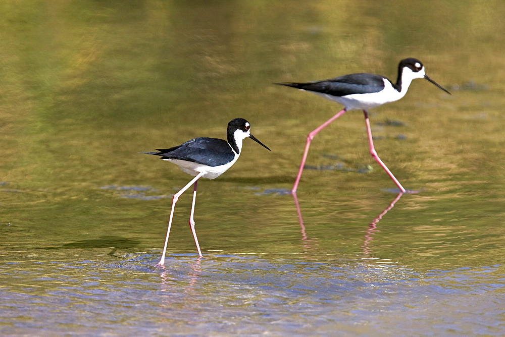 Adult black-necked Stilt (Himantopus mexicanus) wading and feeding just outside San Jode del Cabo, Baja California Sur, Mexico.