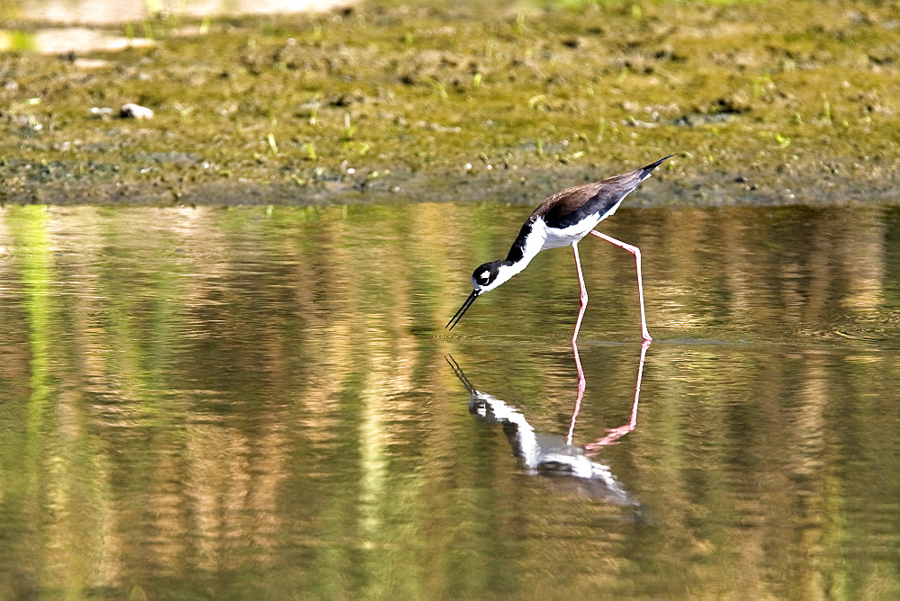 Adult black-necked Stilt (Himantopus mexicanus) wading and feeding just outside San Jode del Cabo, Baja California Sur, Mexico.