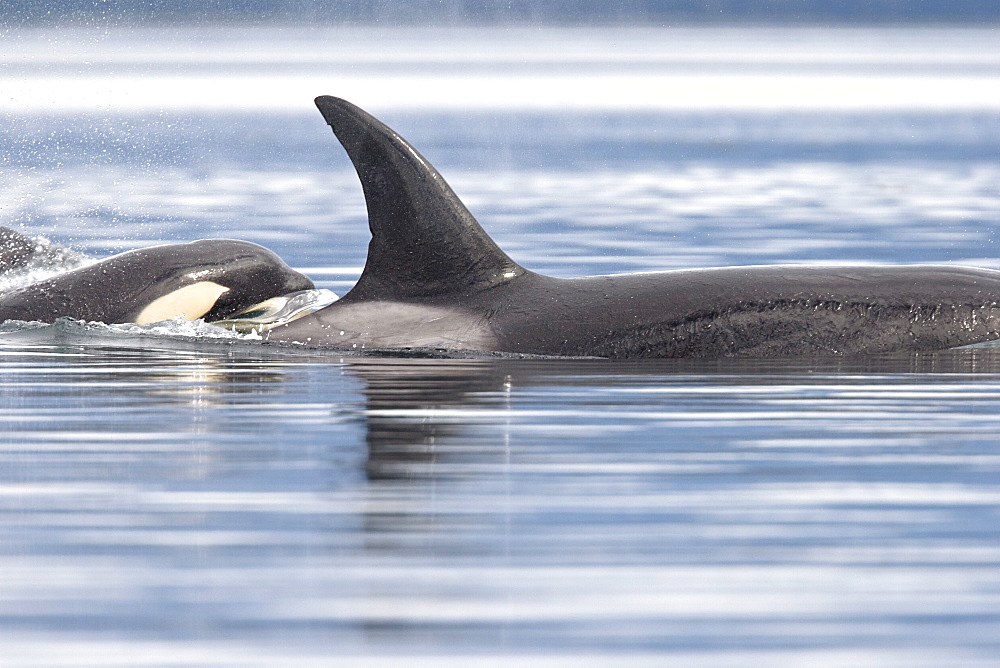 The transient Orca (Orcinus orca) pod, Cape Strait, Southeast Alaska, USA, Pacific Ocean