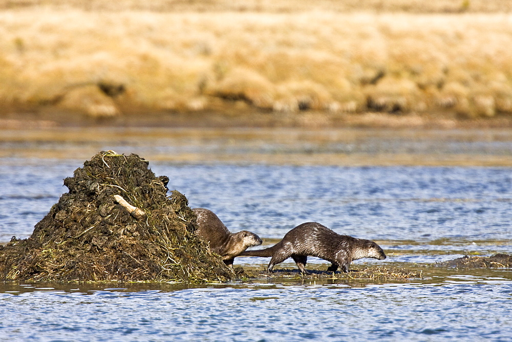 A family of river otters (Lontra canadensis) foraging in the Yellowstone River in Hayden Valley in Yellowstone National Park, Wyoming