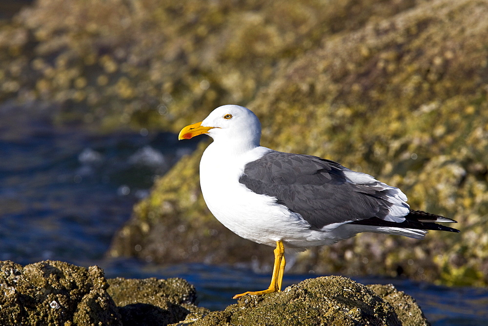 Yellow-footed Gull (Larus livens) in the Gulf of California (Sea of Cortez), Mexico. This species is enedemic to the Gulf of California.