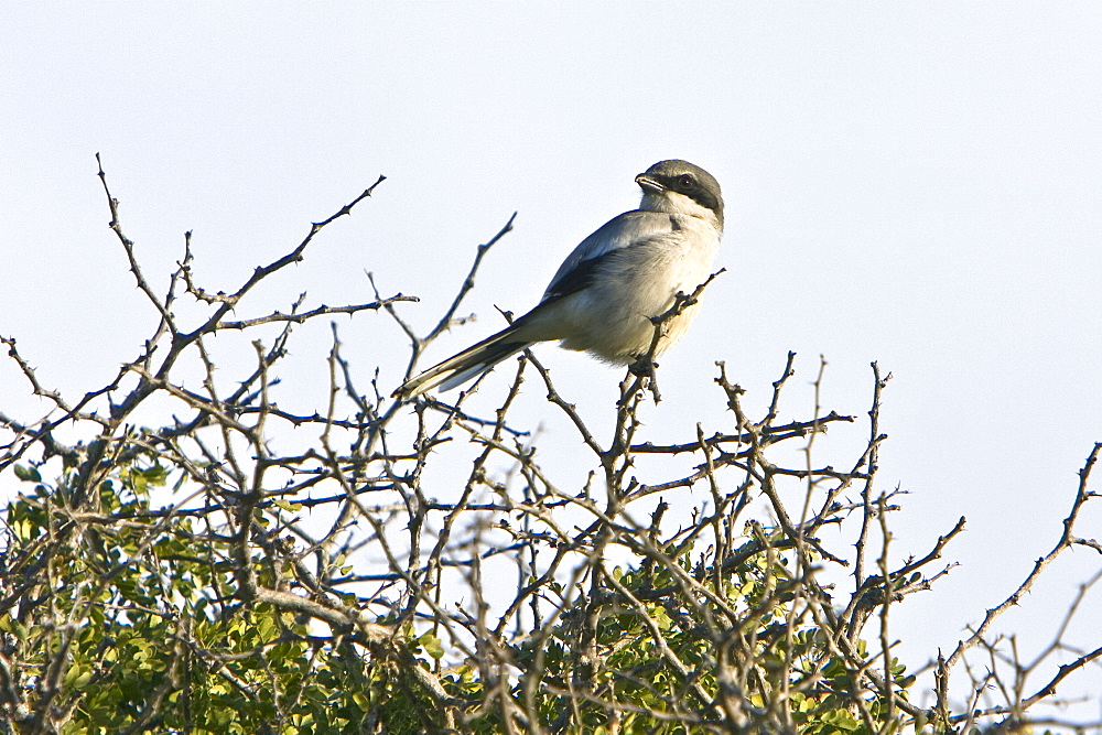 Adult loggerhead shrike (Lanius ludovicianus) perched on Isla Santa Catalina in the Gulf of California (Sea of Cortez), Baja California Sur, Mexico.