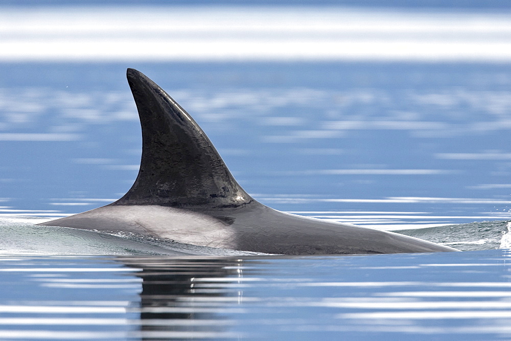 The transient Orca (Orcinus orca) pod, Cape Strait, Southeast Alaska, USA, Pacific Ocean