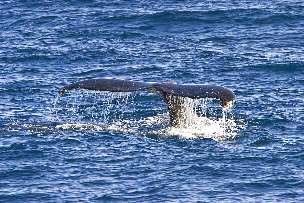 Humpback whale (Megaptera novaeangliae)  fluke-up dive near the Gorda Banks in the Gulf of California (Sea of Cortez), Baja California Sur, Mexico