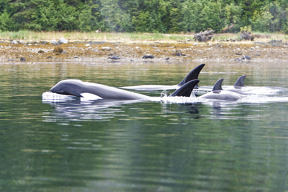 The transient Orca (Orcinus orca) pod, Cape Strait, Southeast Alaska, USA, Pacific Ocean