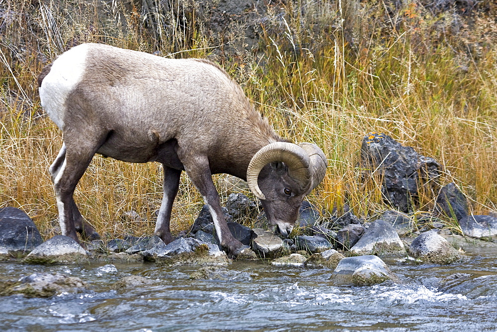 Adult Rocky Mountain bighorn sheep (Ovis canadensis canadensis) just outside the boundry of Yellowstone National Park near Gardiner, Montana