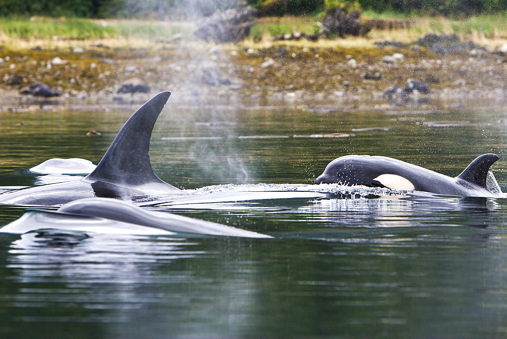 The transient Orca (Orcinus orca) pod, Cape Strait, Southeast Alaska, USA, Pacific Ocean