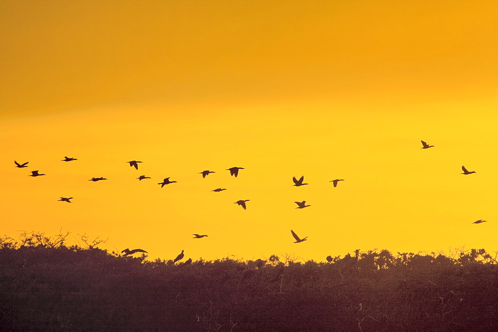 Adult double-crested cormorants (Phalacrocorax auritus) in flight within Magdalena Bay between Isla Magdalena and the Baja Peninsula, Baja California Sur, Mexico.