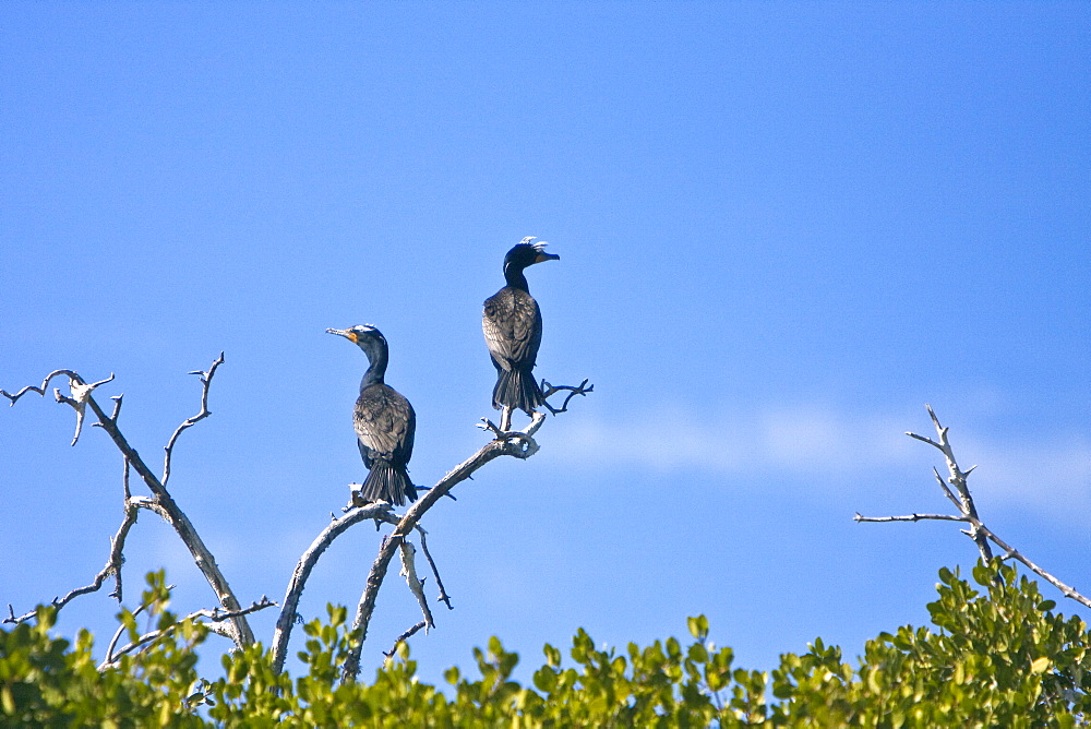 Adult double-crested cormorant (Phalacrocorax auritus) in Magdalena Bay between Isla Magdalena and the Baja Peninsula, Baja California Sur, Mexico