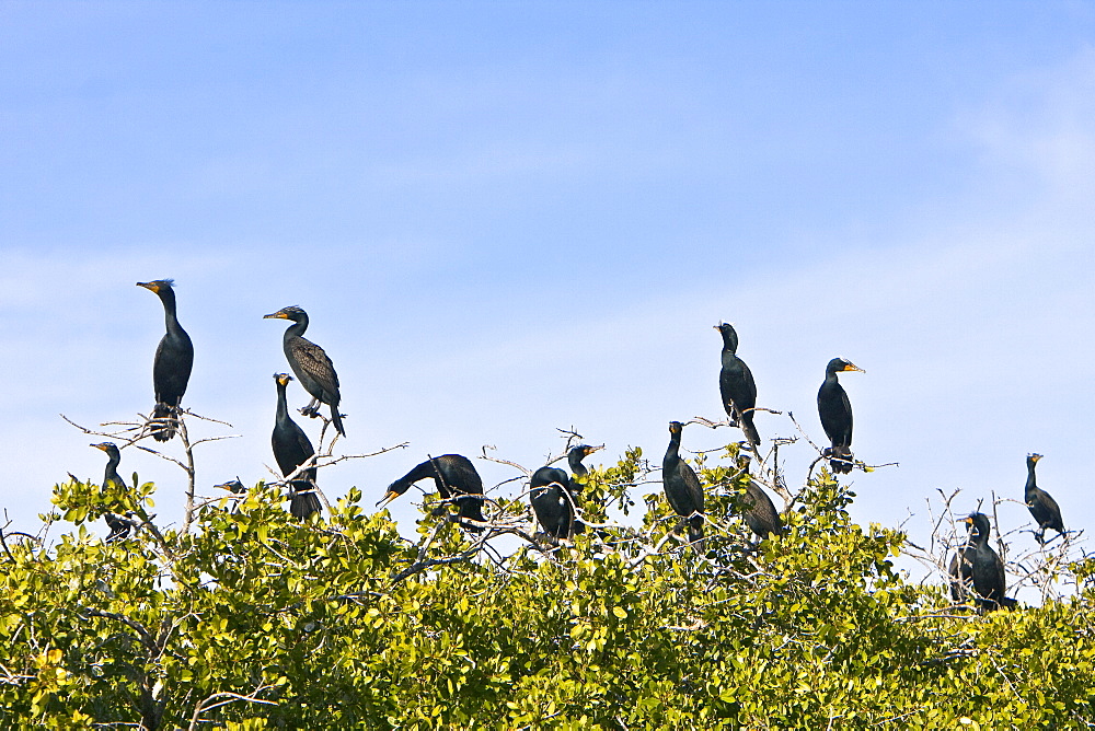 Adult double-crested cormorant (Phalacrocorax auritus) in Magdalena Bay between Isla Magdalena and the Baja Peninsula, Baja California Sur, Mexico