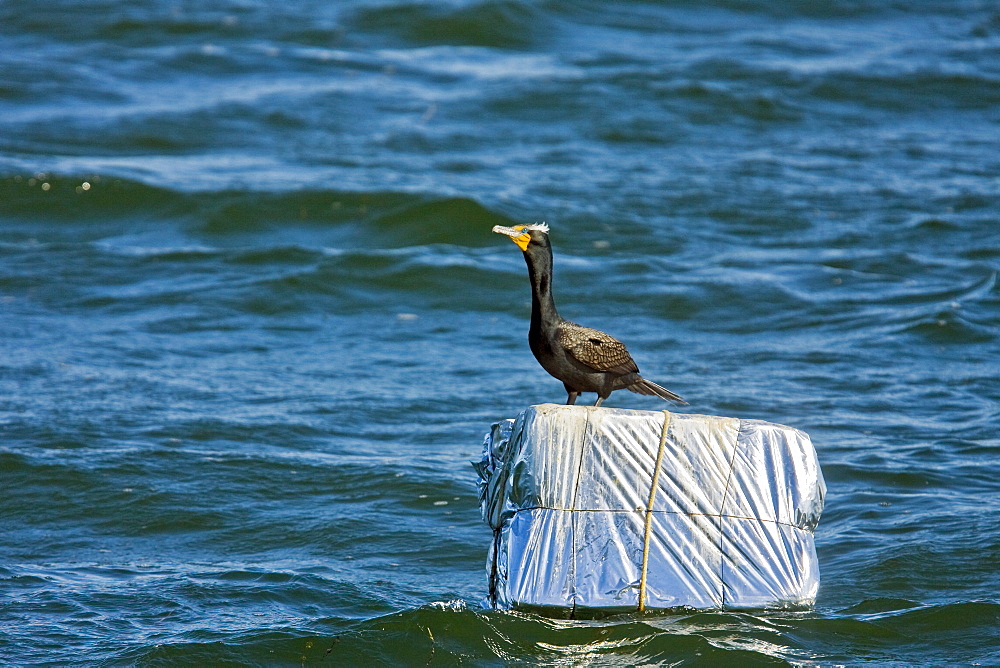 Adult double-crested cormorant (Phalacrocorax auritus) in Magdalena Bay between Isla Magdalena and the Baja Peninsula, Baja California Sur, Mexico