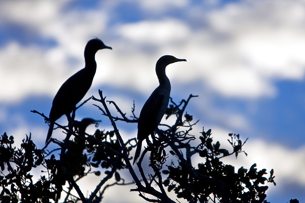 Adult double-crested cormorant (Phalacrocorax auritus) in Magdalena Bay between Isla Magdalena and the Baja Peninsula, Baja California Sur, Mexico