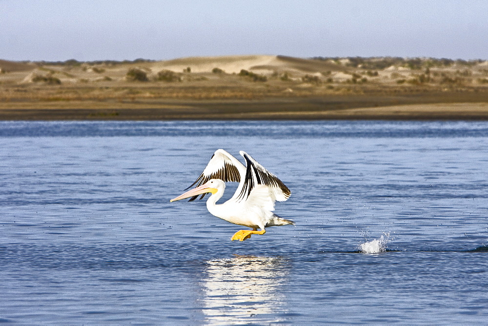 Adult American white pelican (Pelecanus erythrorhynchos) taking flight in Magdalena Bay, Baja California Sur, Mexico.