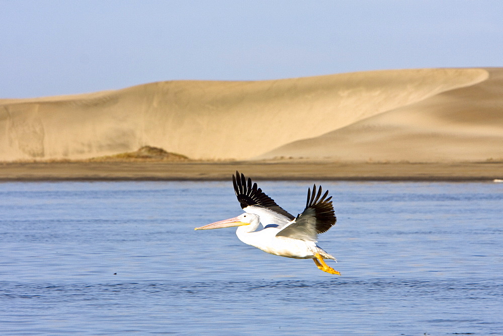 Adult American white pelican (Pelecanus erythrorhynchos) taking flight in Magdalena Bay, Baja California Sur, Mexico.