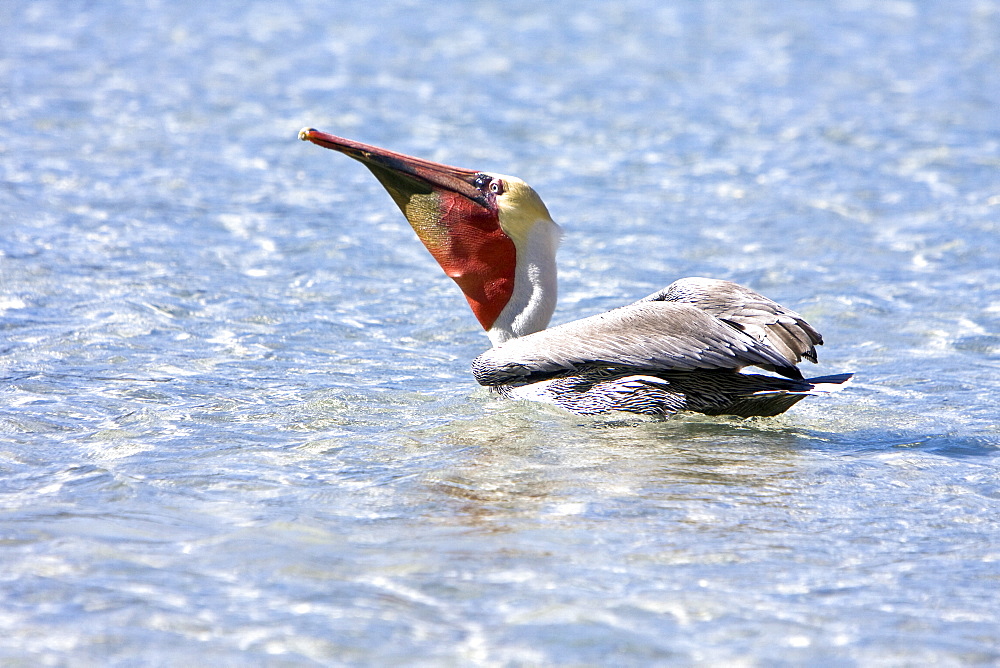 Adult brown pelican (Pelecanus occidentalis) in the lower Gulf of California (Sea of Cortez), Mexico. Note the yellowish head, red gular pouch, and white neck of the adult.