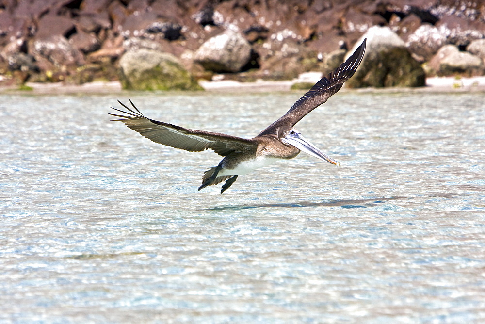 Juvenile brown pelican (Pelecanus occidentalis) in the lower Gulf of California (Sea of Cortez), Mexico. Note the uniform drab brown coloration of the juvenile plumage.