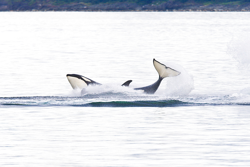 A gathering of several Orca (Orcinus orca) pods in Chatham Strait, Southeast Alaska, USA. Pacific Ocean