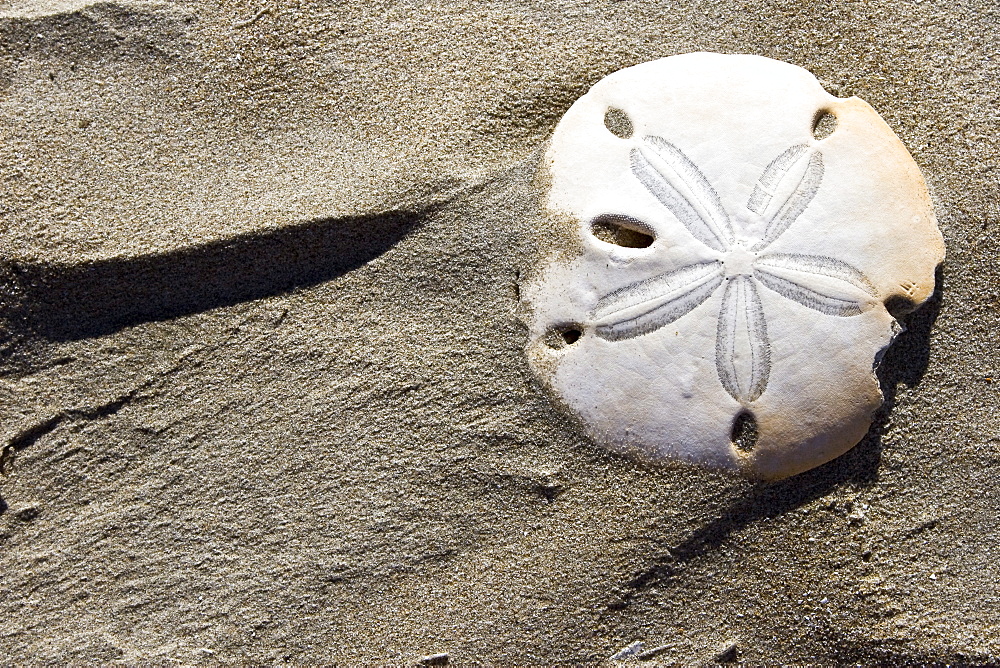 A bleached white sand dollar and patterns in the sand dunes of Isla Magdalena on the Pacific side of the Baja Peninsula, Baja California Sur, Mexico.