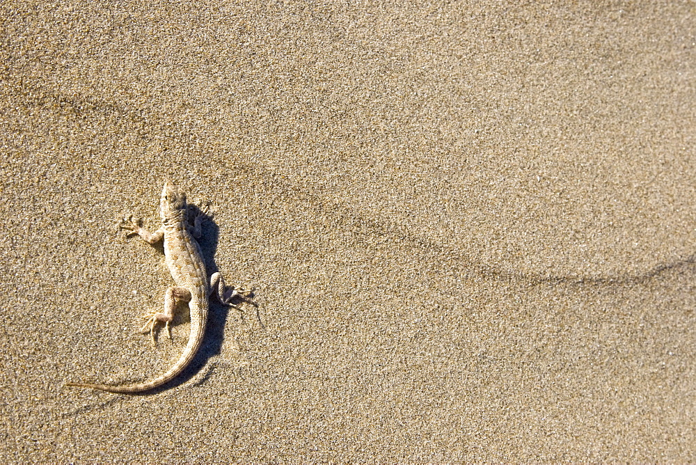 A small lizard shows the patterns in the sand dunes of Isla Magdalena on the Pacific side of the Baja Peninsula, Baja California Sur, Mexico.