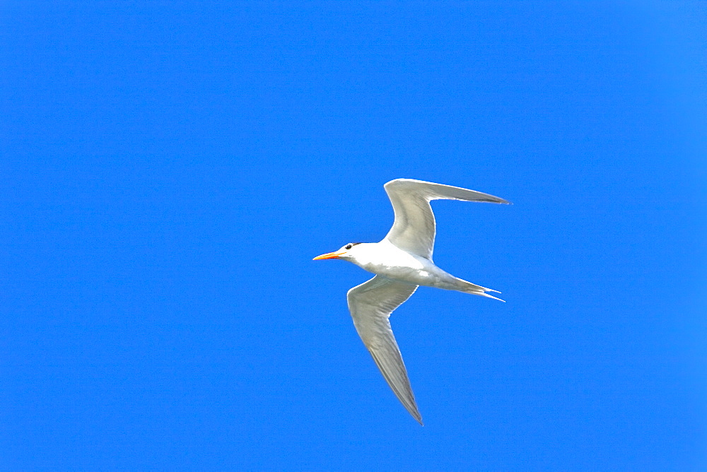 Adult royal tern (Sterna maxima) on the wing in Magdalena Bay on the Pacific side of the Baja Peninsula, Baja California Sur, Mexico.