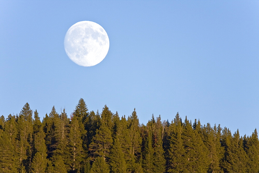 Full moon rising in Hayden Valley in Yellowstone National Park.in the late fall.