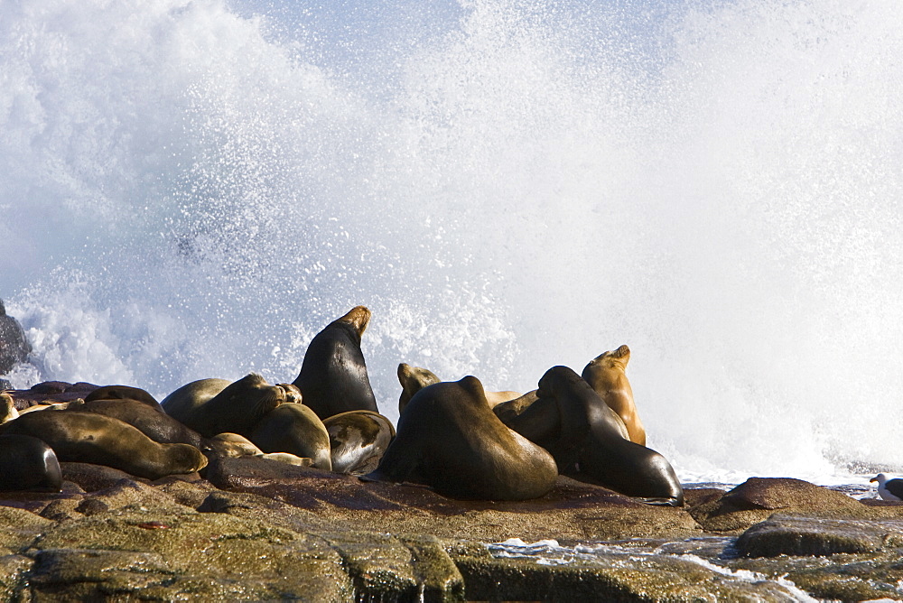 California Sea Lions (Zalophus californianus) hauled out at Los Islotes in HUGE waves, this is the southernmost haul out and breeding area in the Gulf of California (Sea of Cortez), Baja California Sur, Mexico