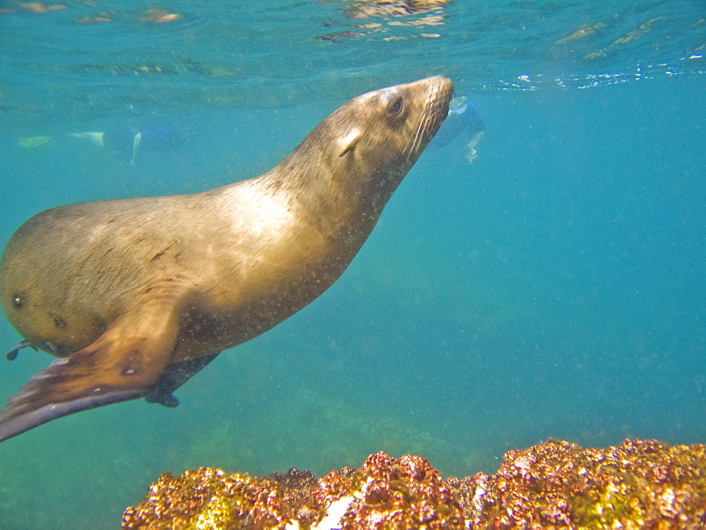 California Sea Lion (Zalophus californianus) underwater at Los Islotes, Gulf of California (Sea of Cortez), Baja California Sur, Mexico