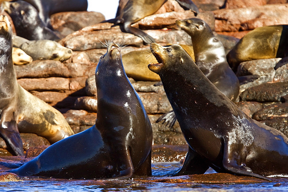 Sub-adult bull California sea lions (Zalophus californianus) mock-fighting on Los Islotes, Gulf of California (Sea of Cortez), Baja California Sur, Mexico