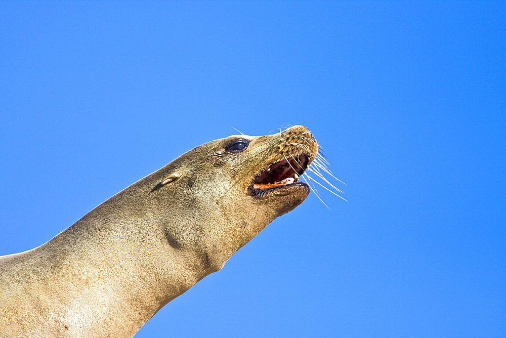 Adult female California sea lion (Zalophus californianus), Gulf of California (Sea of Cortez), Baja California Sur, Mexico