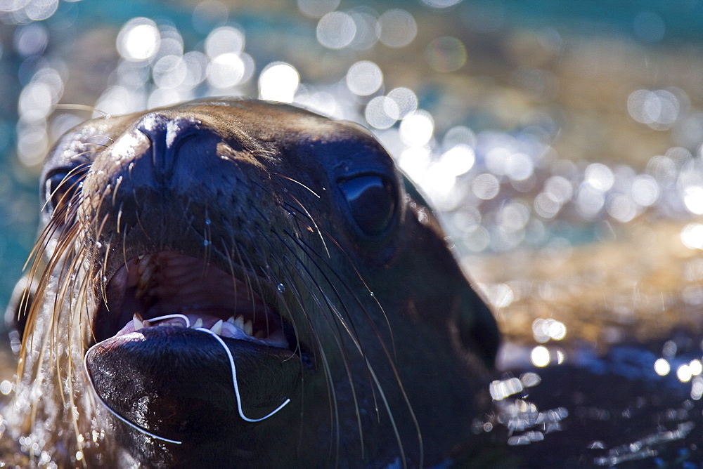 Young (8 to 9 months old) California sea lion (Zalophus californianus) pups on Los Islotes, Gulf of California (Sea of Cortez), Baja California Sur, Mexico