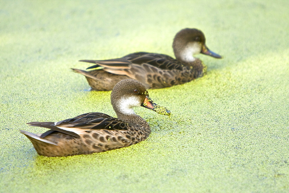 Adult white-cheeked pintail (Anas bahamensis) ducks in a freshwater pond in the highlands of Santa Cruz Island in the Galapagos Island Archipelago, Ecuador