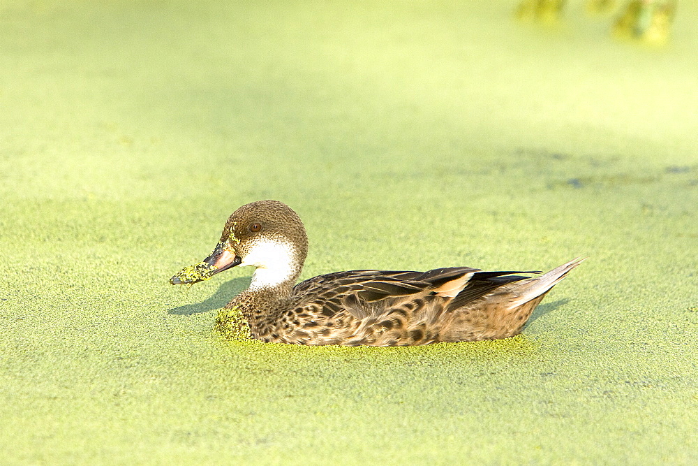 Adult white-cheeked pintail (Anas bahamensis) ducks in a freshwater pond in the highlands of Santa Cruz Island in the Galapagos Island Archipelago, Ecuador