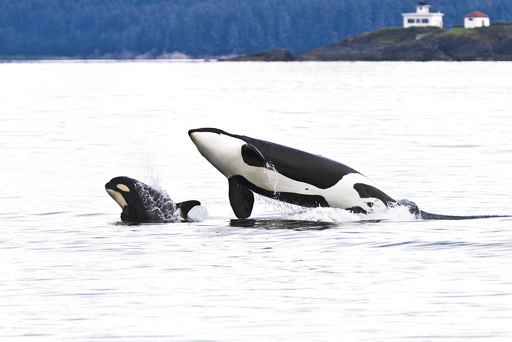 A gathering of several Orca (Orcinus orca) pods in Chatham Strait, Southeast Alaska, USA, Pacific Ocean