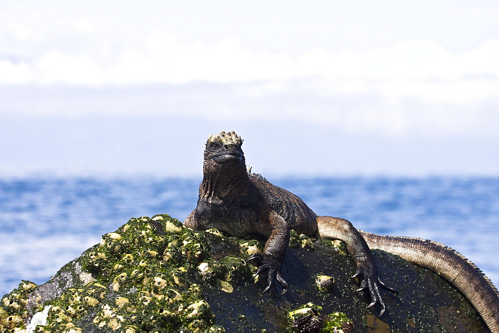 The endemic Galapagos marine iguana (Amblyrhynchus cristatus) in the Galapagos Island Archipelago, Ecuador